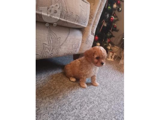 Πανέμορφα κουτάβια Cavapoo προς πώληση.