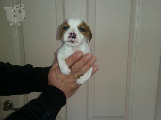 PoulaTo: Jack Russell καθαροαιμα 6979314054 ΚΡΗΤΗ