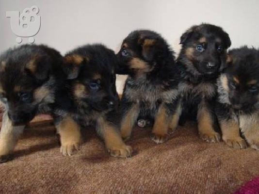 German Shepherd καθαροαιμα -αθηνα-κρητη 6988190151