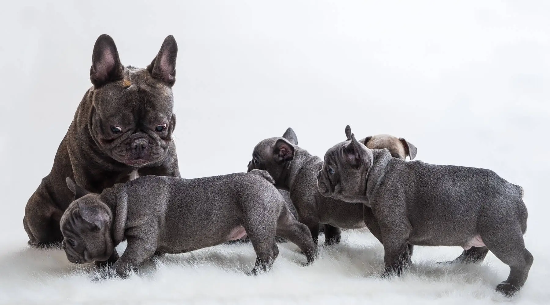PoulaTo: French bulldog Blue