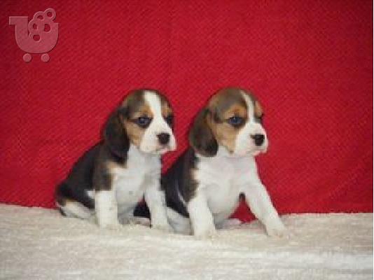 PoulaTo: Τα κατάλληλα κουτάβια Beagle για την ανανέωση