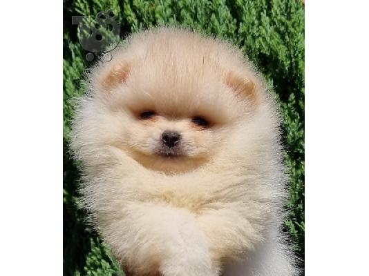 Pomeranian Boo, καθαρόαιμα κουτάβια