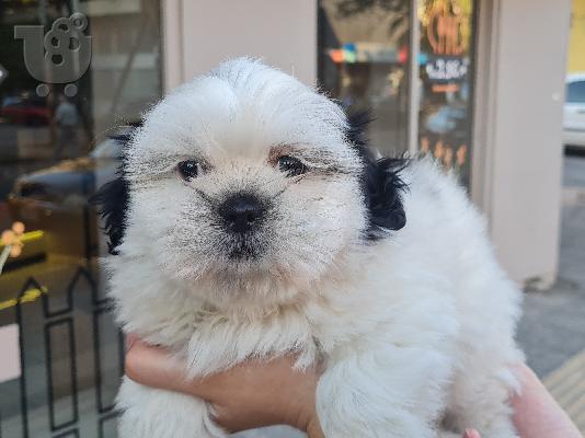 PoulaTo: Shih Tzu