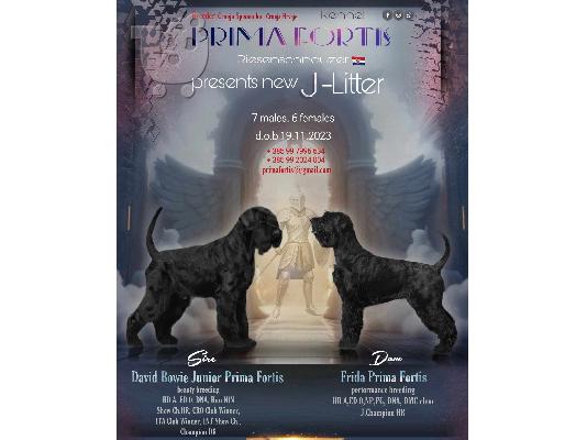 Giant Black Schnauzer κουτάβια