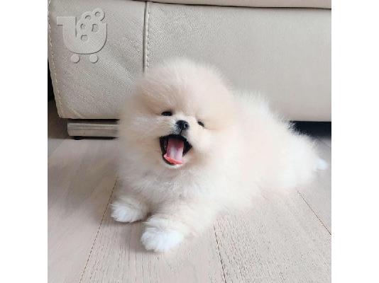 PoulaTo: πομερανός μινι καθαρόαιμα/ Pomeranian Mini