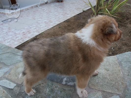 Πανέμορφα κουτάβια Collie