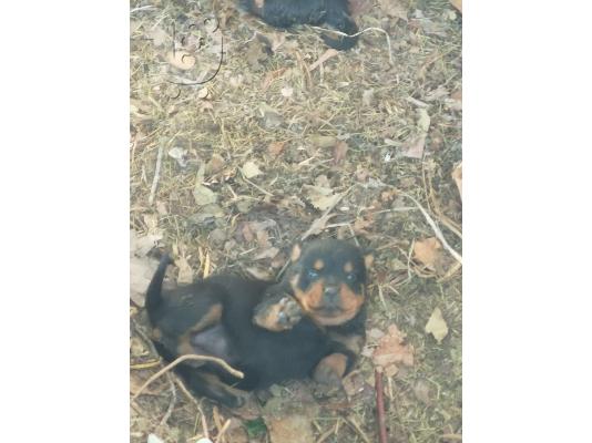PoulaTo: Rottweiler