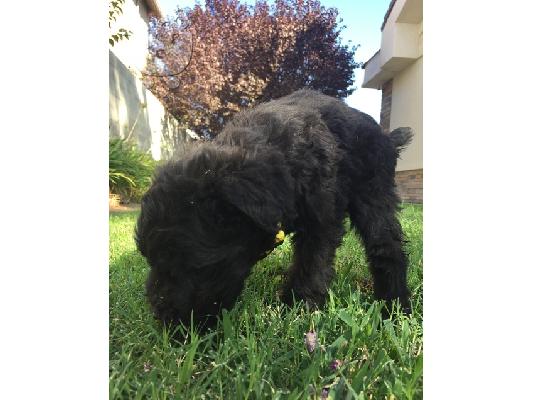 PoulaTo: Giant Schnauzer