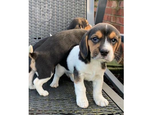 PoulaTo: Κουτάβια Beagle Tricolor./