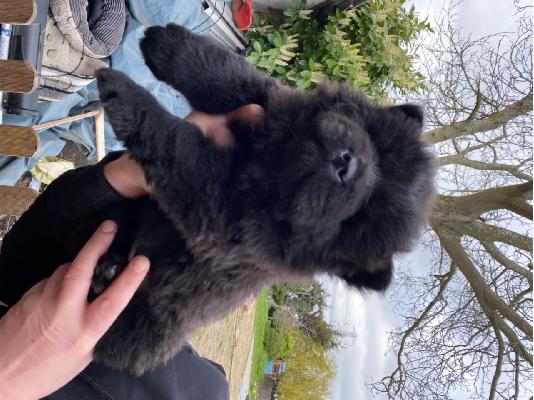 Πώληση κουτάβια Kc Chow Chow