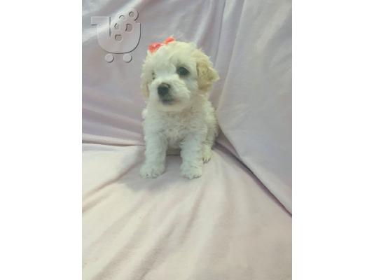 Διαθέσιμα χαριτωμένα κουτάβια Cavachon.