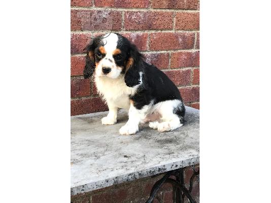 Ο βασιλιάς των Cavaliers Charles Puppies.