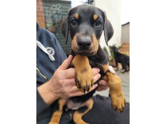 PoulaTo: Κουτάβια Doberman Pinscher
