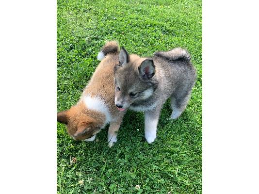 PoulaTo: Κουτάβια Pomsky προς πώληση