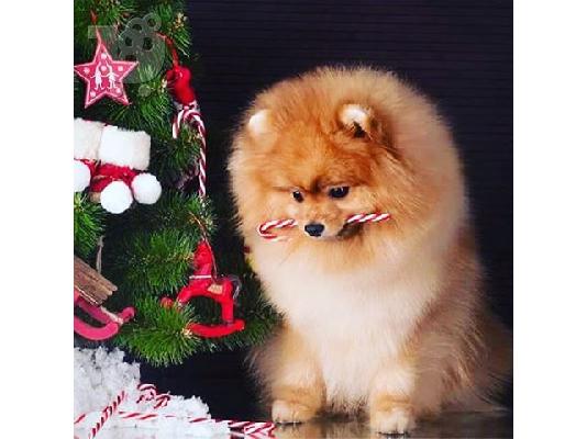 Αξιολάτρευτο κουτάβι Pomeranian που ψάχνει να στεγάσει...