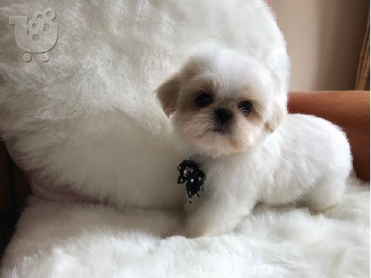 Απόλυτη cutie, μικρό κουτάβι Shih Tzu έτοιμο τώρα