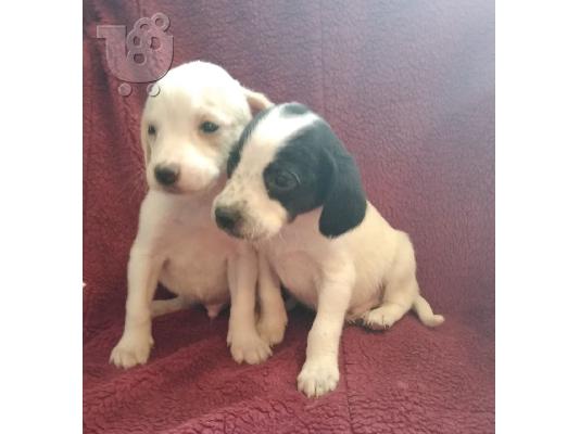 Όμορφα κουτάβια Bassett Hound.