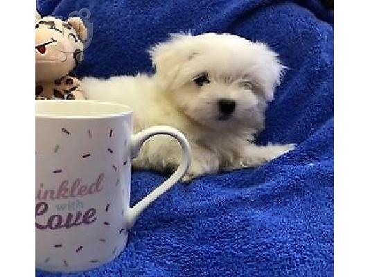 PoulaTo: Δύο κουτάβια Top Class Maltese Available