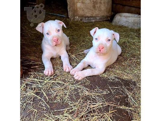 Η Akc εγγράφηκε στο pitbull
