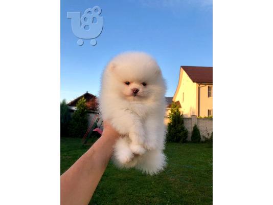 PoulaTo: Boo Mini Pomeranian