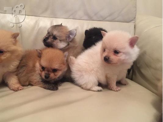 PoulaTo: Pomeranian Puppies προς πώληση