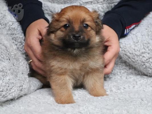Κουτάβια Pomeranian