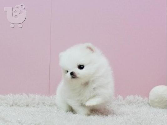 Pomeranian κουτάβια προς πώληση