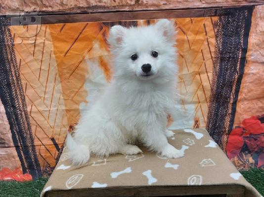 PoulaTo: Spitz mini