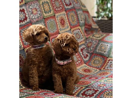 Κουτάβια Toy Poodle προς πώληση