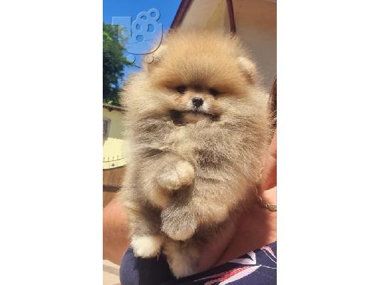 PoulaTo: Pomeranian Boo, καθαρόαιμα κουτάβια