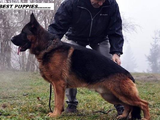 ΓΕΡΜΑΝΙΚΟ ΠΟΙΜΕΝΙΚΟ