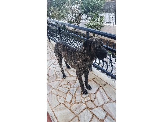 Cane corso/Κανε κορσο