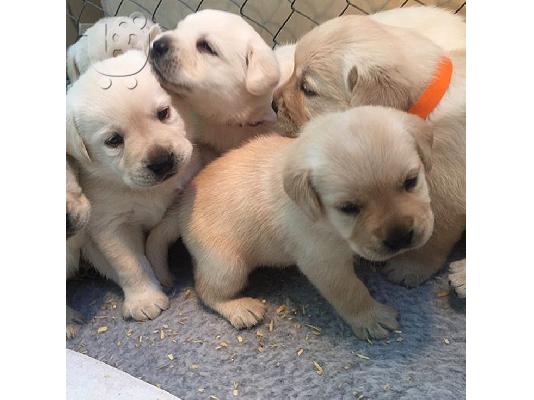 Labrador puppy parents health health   WhatsApp at +31687270602