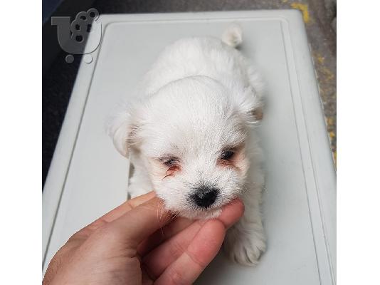 PoulaTo: Maltese toy