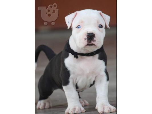 PoulaTo: Pit bull - Πιτ μπουλ