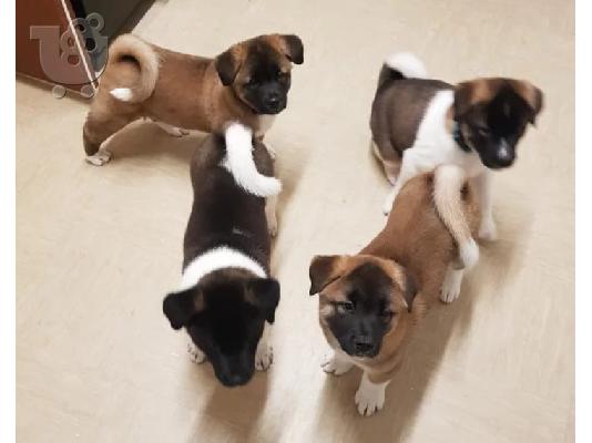 PoulaTo: Akita κουτάβι kc reg