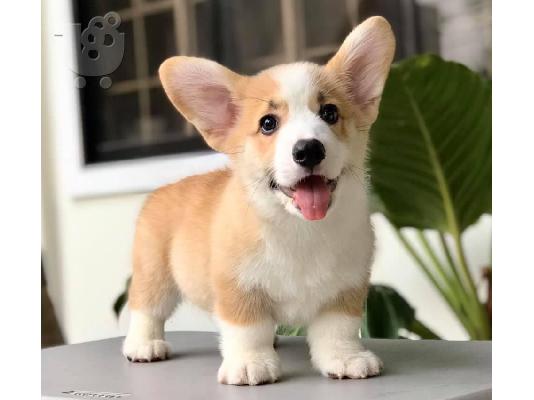 PoulaTo: Όμορφα κουτάβια Pembroke Welsh Corgi για καλό σπίτι