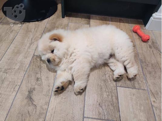 Όμορφα κουτάβια Chow Chow για καλό σπίτι