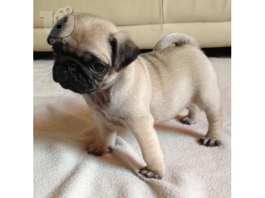 PoulaTo: Ζητείται Παγκ (Pug)