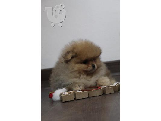 Pomeranian Spitz κουτάβια