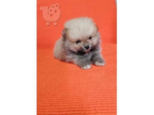Pomeranian κουτάβια