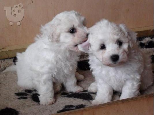 PoulaTo: Bichon Frise κουτάβια