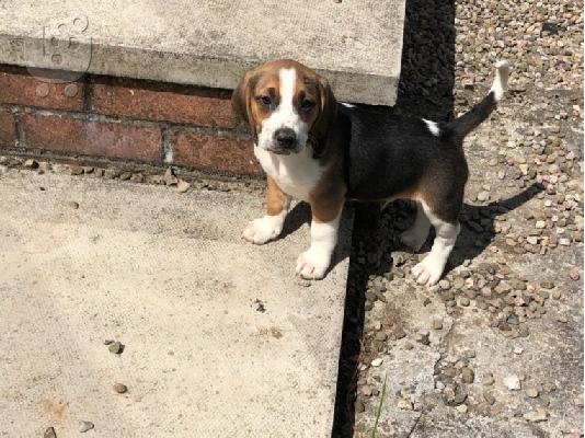 Πανέμορφα κουτάβια Beagle.