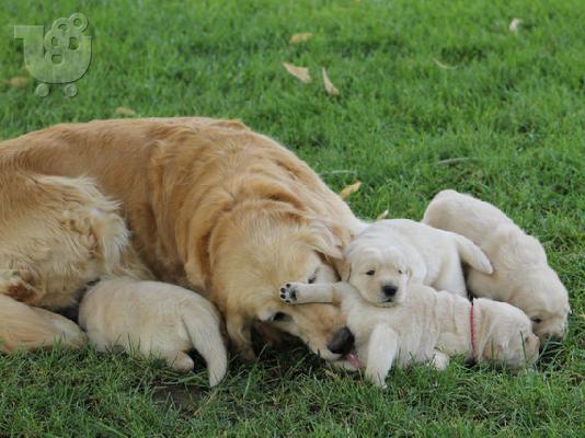 PoulaTo: Όμορφα κουτάβια Golden Retriever προς πώληση