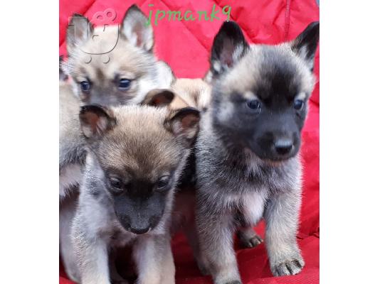 PoulaTo: Ωραία αναζητούν Σιβηρίας Husky Puppies προς πώληση