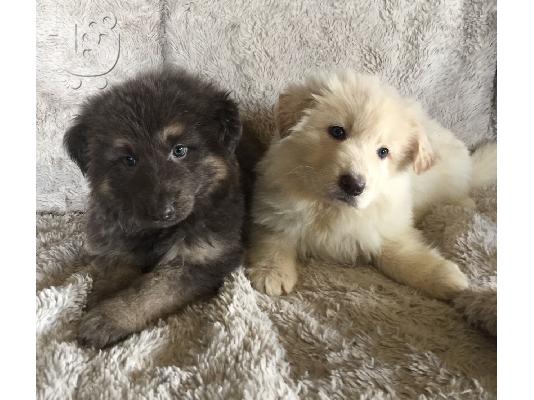 Zlatni retrievar psi i štenad na prodaju kontaktirajte me putem (whatsapp 32460219218) ili...
