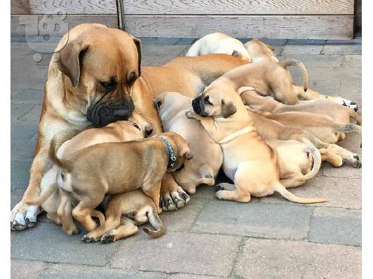 PoulaTo: Πανέμορφα κουτάβια Boerboel,