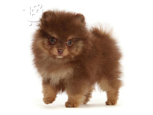 PoulaTo: Pomeranian Boo type - Πομεράνιαν μπου