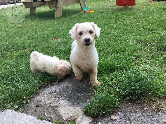 PoulaTo: Όμορφο όμορφο Cavachon