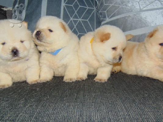 Ο Μιλ είχε τα πιο εκπληκτικά chihuahuas της φυλής κουτάβια...